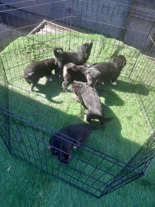 Продам щенят немецкой овчарки