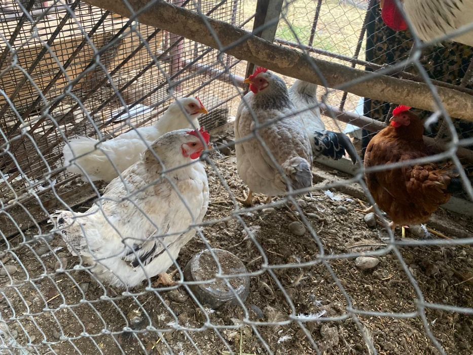 Тауықтар сатылады