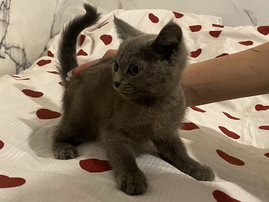 Отдам котят в добрые руки