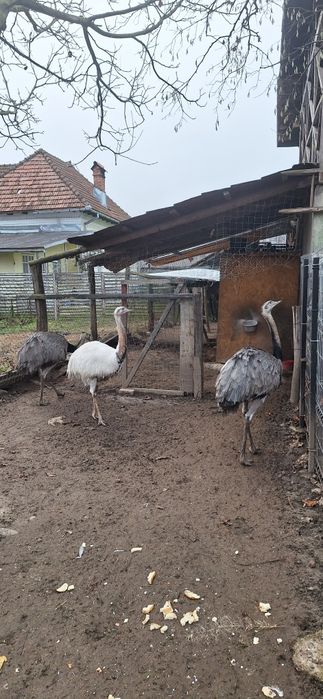 Fazani auriu pe rosu,pauni,struti nandu!