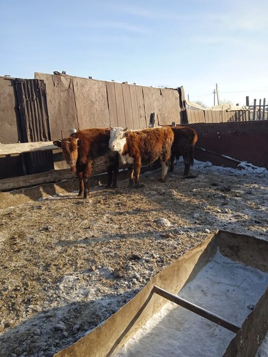 Продам бычков 9 голов