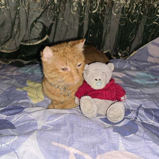 Санни красивый кот