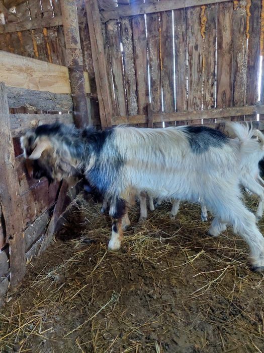 Țap ciut genetic în vârstă de 3 ani de vânzare