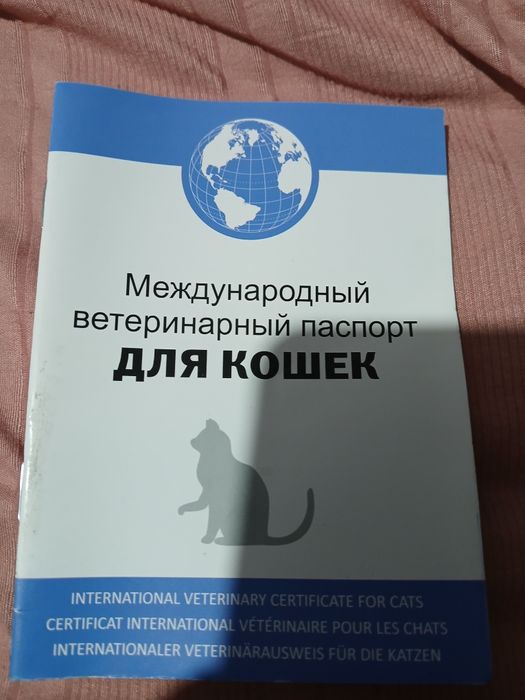 Scottish fold silver  erkak'' SOTILMAYDI,,nasl