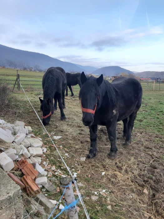 Vând 3 cârlane de 2 ani jumatate
