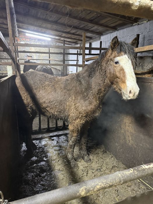 Лошади с откорма