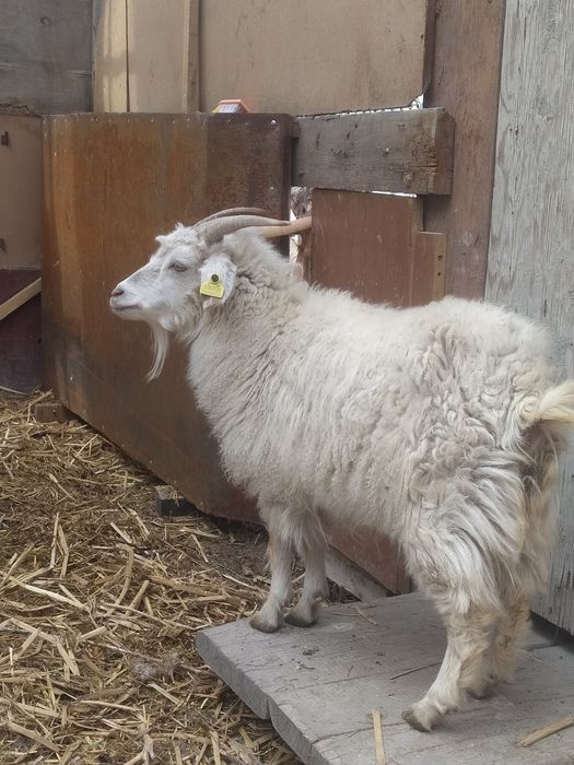 Продам овец ,коз