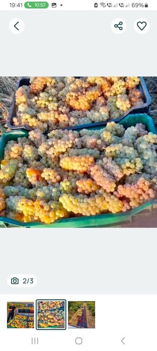 Struguri de vin direct de la producători agricoli din vie