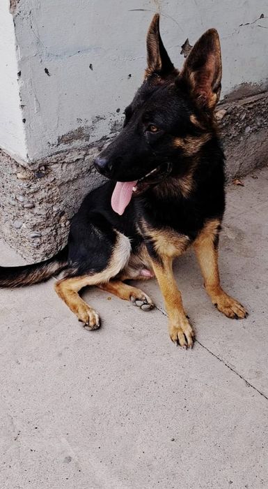 Таза  овчарканы кой