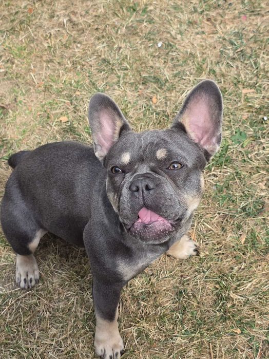 Куче френски болдок