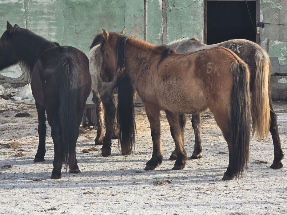 4 бас Бие сатам бес жасар