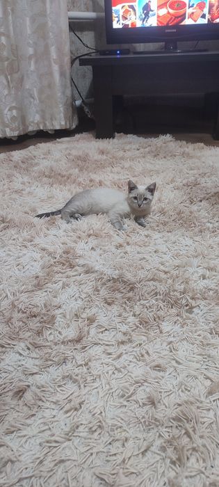 Отдам котят, бесплатно