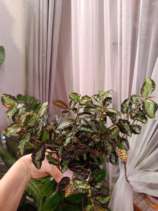 Продам  комнатные цветы