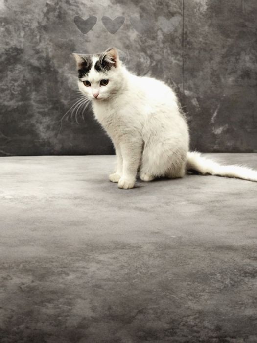 Кошечка в добрые руки!