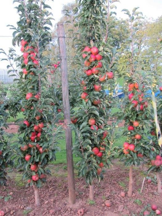 Pomi columnari fructiferi