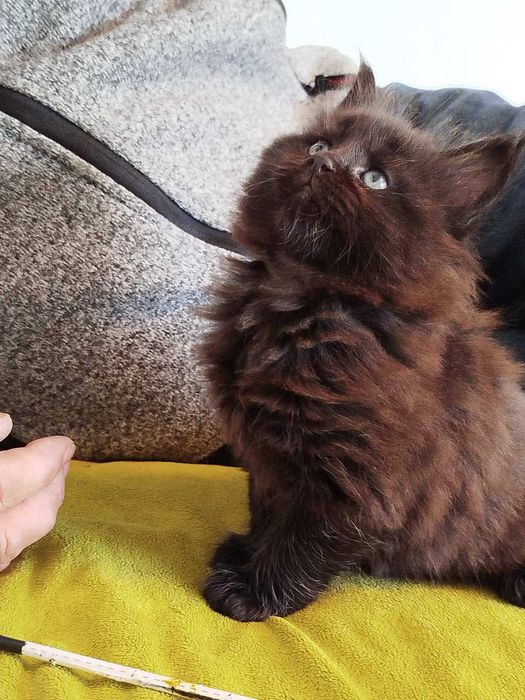 Малки Котенца Мейн Кун