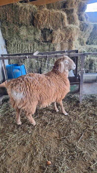 Продаётся кошкарчик в май год будет