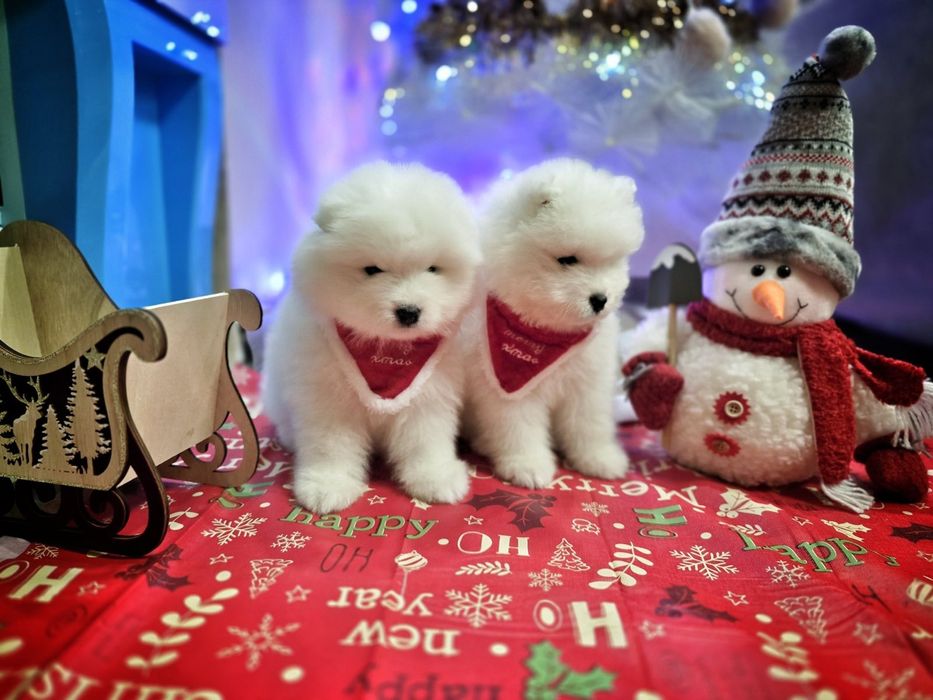 Бебета самоед с FCI родословия