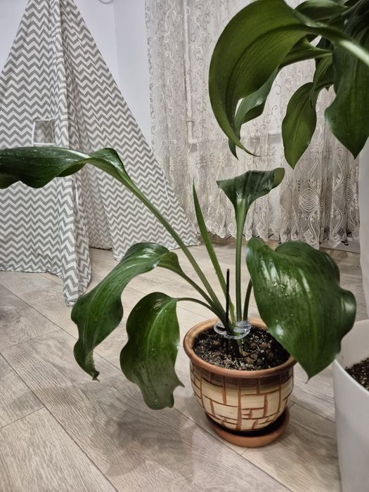 Амазонская лилия