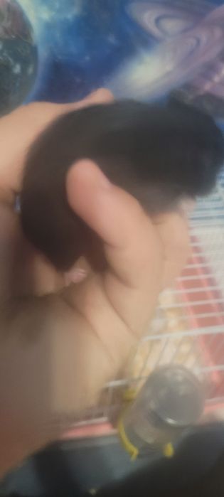 Хомяки сирийские