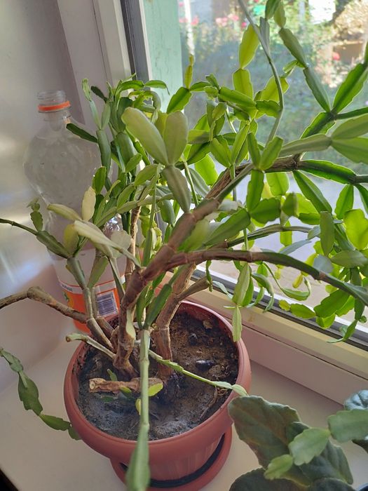 Продам комнатный цветок