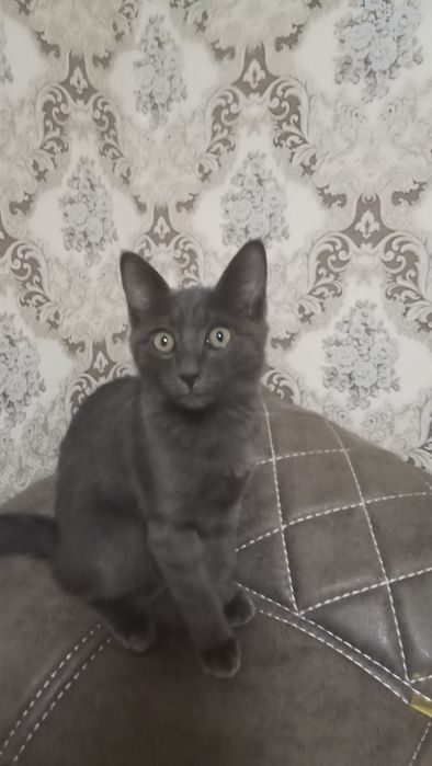 Кошка русская голубая