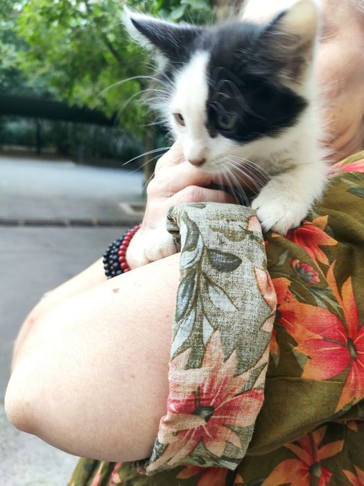 Котенок ,мальчик.