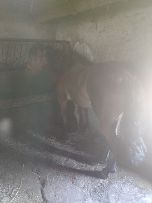 Vând mânză de 1 an și 3 luni