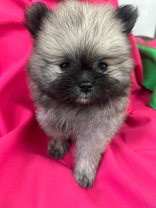 Девочки шпицы мини