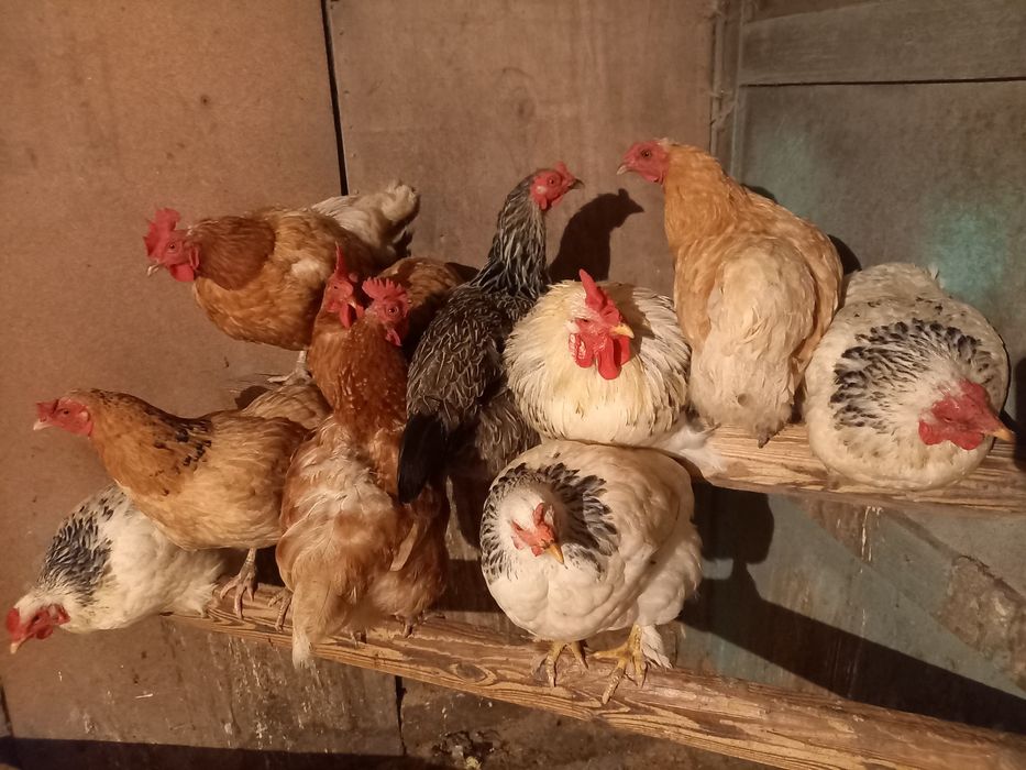 Продам домашних кур и петуха