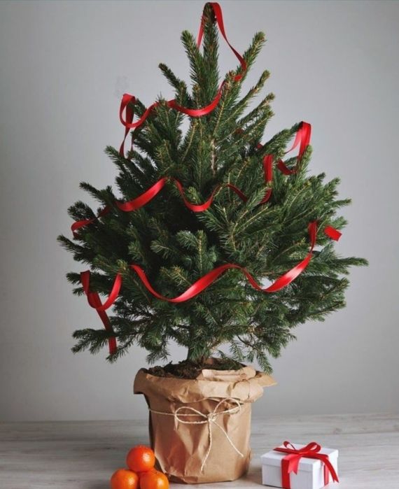 Ёлка новогодние живые