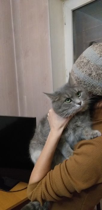 Отдам в хорошие добрые руки.