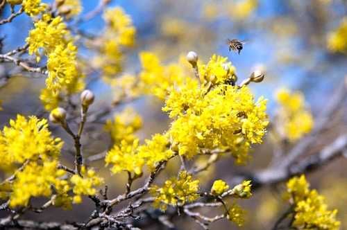 Дрян  - жълт за 14лв  и червен за 30лв