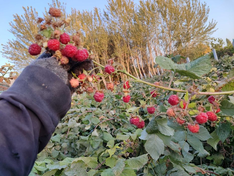 Malina ko‘chatlari optomga. Rossiyadan keltirib ekilgan mesniy emas.