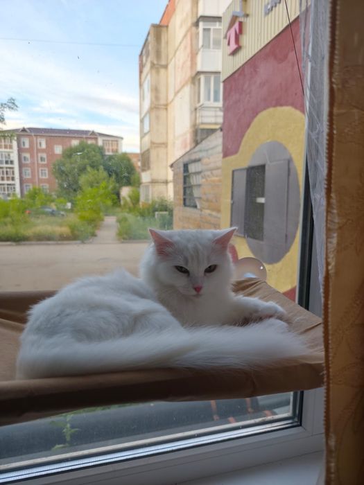 Отдам в исключительно добрые руки кошечку