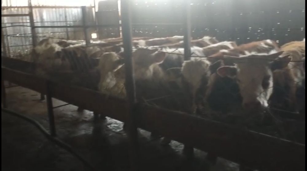 Продам Бычков Белоголовых 8 голов