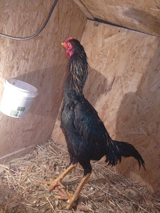 Дакан майский хороших кровей