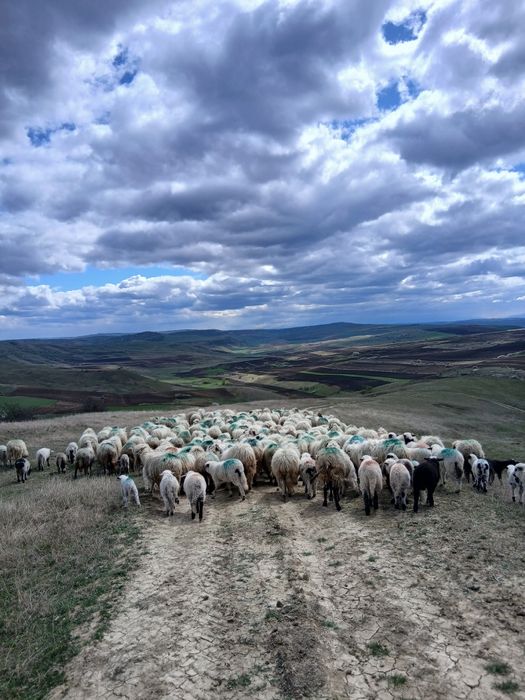 Vand 200 de oi tinere