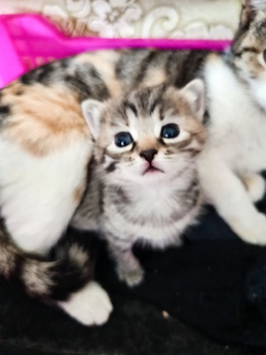 Отдам котят в добрые руки