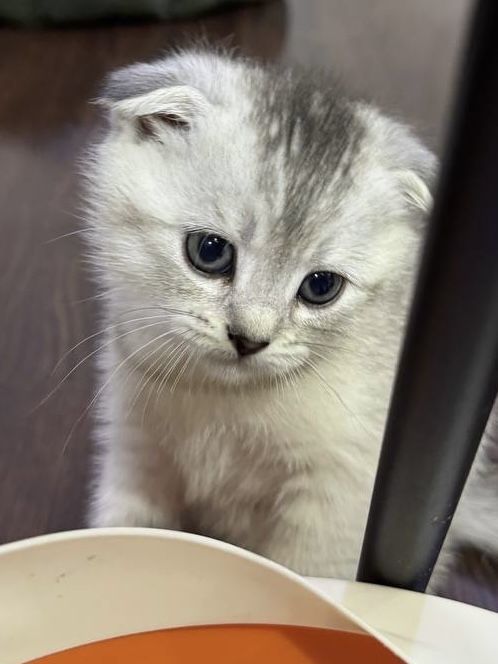 Продается котенок серебристая шиншилла скотиш фолд scottish fold