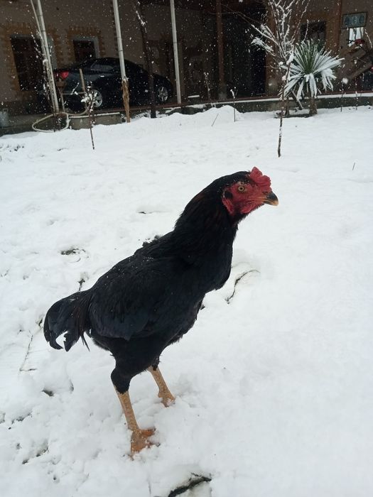 Dakandi tozasi sotiladi