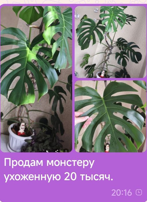 Цветы комнатные  продам