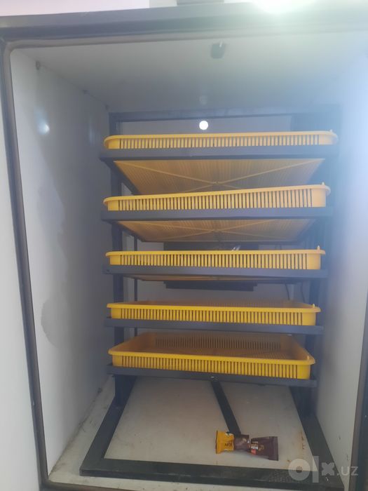 Инкубатор 500+ та тухум кетади. INKUBATOR