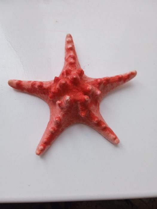 Морская звезда красная