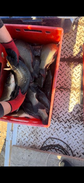 Оптом Живая рыба (карп/сазан)