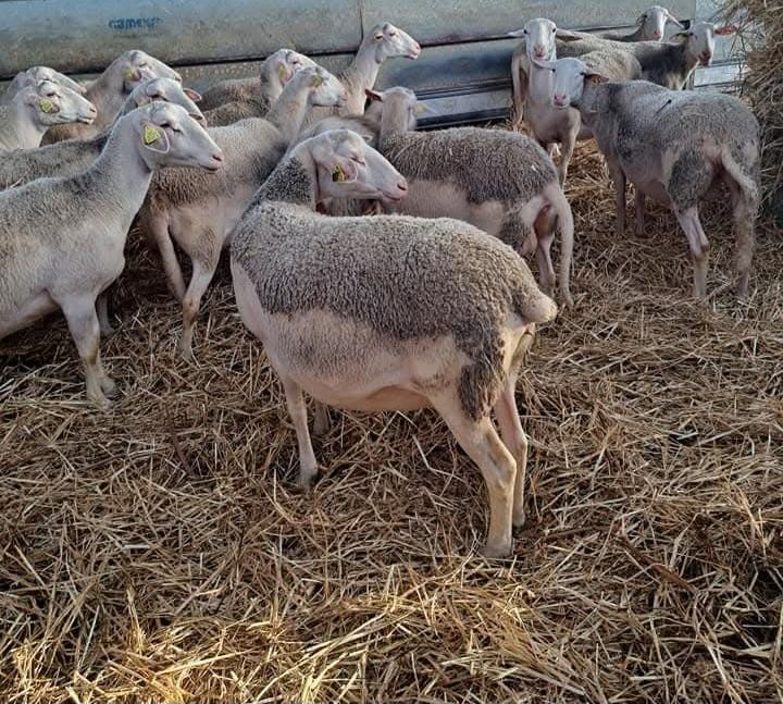 Oi lacaune cu pedigree pt pretentiosi !