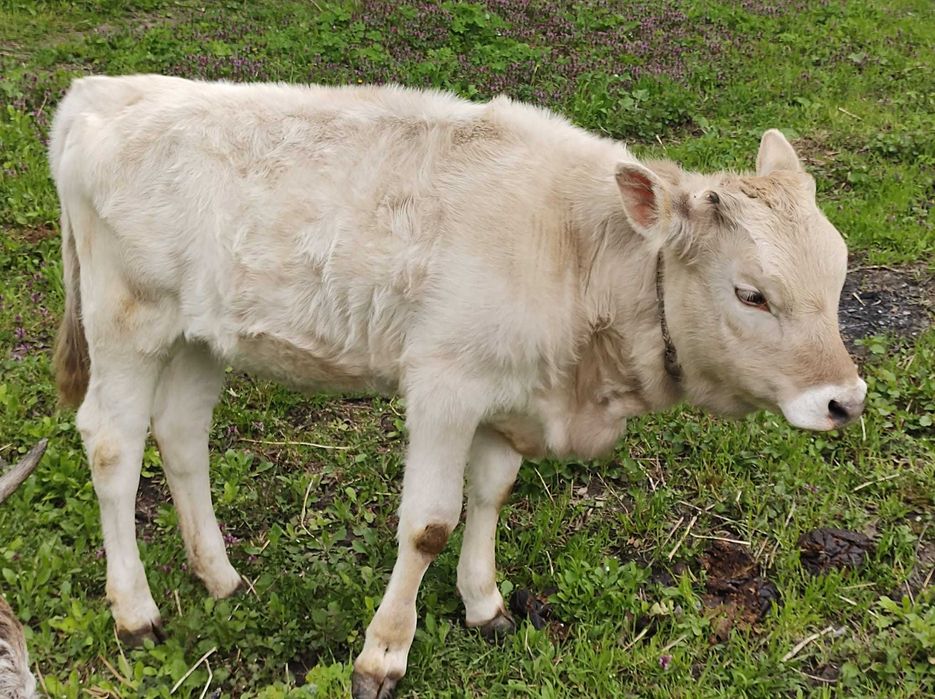 Vând vițea în vârstă de 7 luni, crescută în condiții naturale.