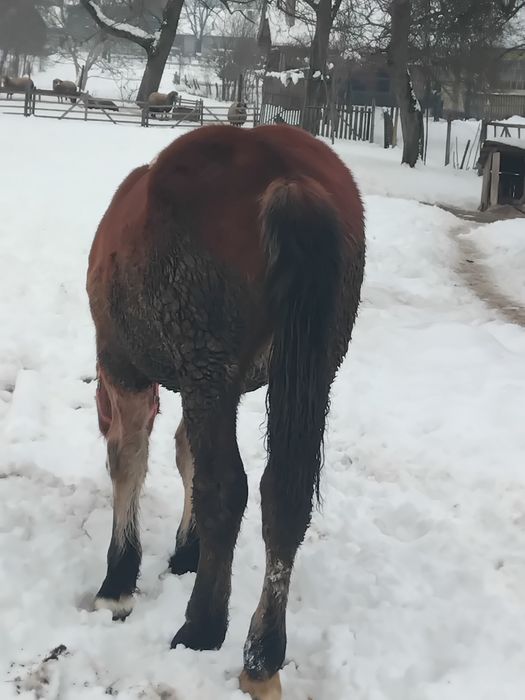 Mânz de vânzare 10 luni