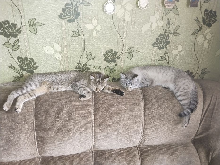 Отдаём котов в хорошие руки