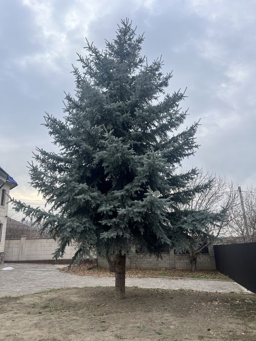 Продам Голубую Ель